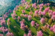 中国春季茶园指南：发现最美春色的秘密所在！