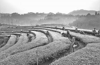 春季采茶忙不停