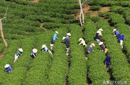 春季茶叶最佳采摘时机与技巧解析