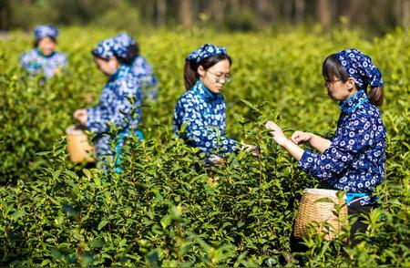 中山陵雨花茶今日开摘，新茶上市啦！