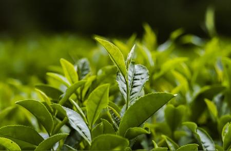 茶叶保质期揭秘：6种茶的最佳赏味期限