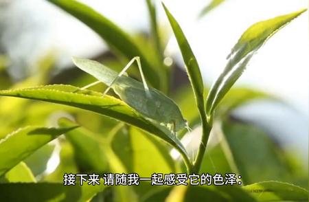 六安瓜片：茶中珍品的风采