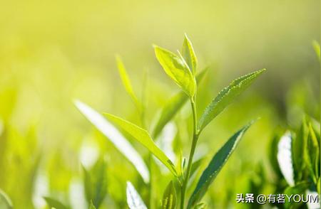 春茶的魅力：为何春季饮用绿茶特别推荐？