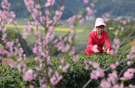 春天里的茶园：采摘新茶叶