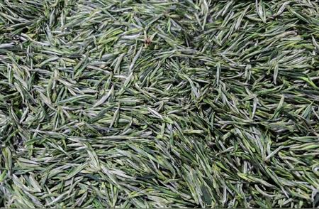 湖南安化特产：松针茶叶的魅力