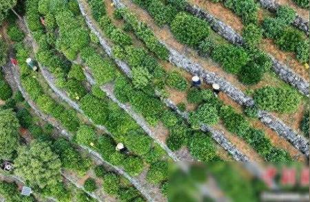 黄山毛峰茶园开启春日采摘季