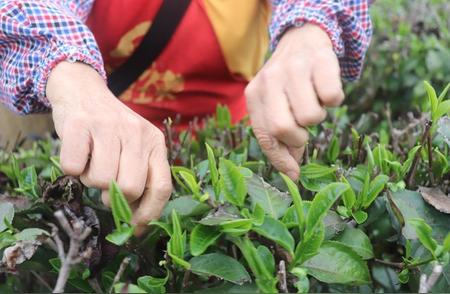 掌握黄茶的正确泡法