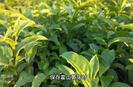 霍山黄芽：一次黄茶品鉴之旅