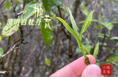 揭秘抛荒白茶与常规白茶之间的真实区别