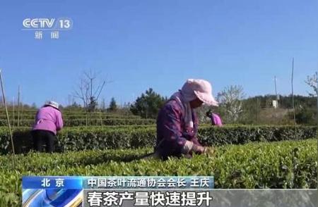 春茶季来临：探秘“明前茶”上市的特色与影响