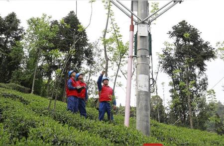 成都迎来春季采茶高峰期，确保电力供应充足