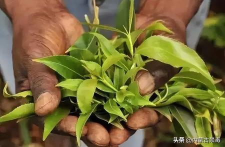 长期饮用白开水与长期饮茶的健康影响比较