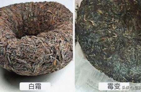 普洱茶误区揭秘：真的是发酵饮品吗？