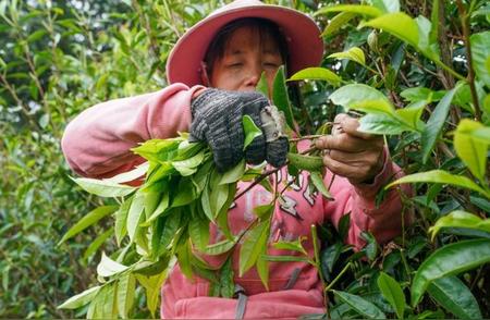 武夷山早芽种：探秘岩茶的开采之旅