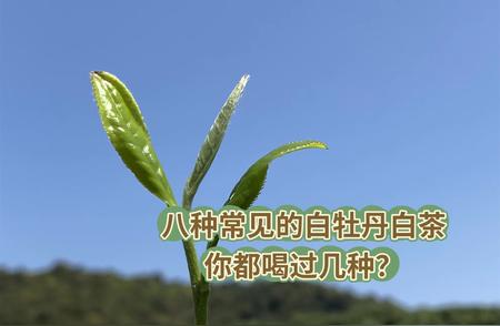 白牡丹白茶品鉴指南：8个品种等你发现