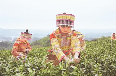 春意盎然，青山茶园飘香