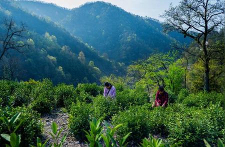 东至茶山春意盎然，正是采摘好时节