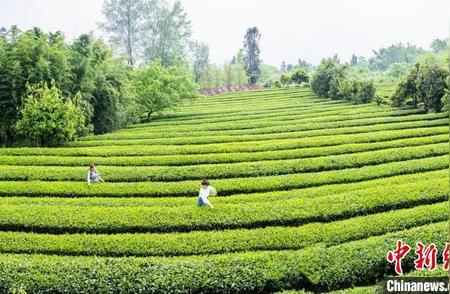 四川石棉茶园：春意盎然，采摘新季到来