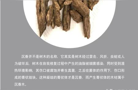 沉香的科学解读：从植物学到文化价值