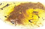 琥珀化石揭示：9900万年前恐龙羽毛的秘密