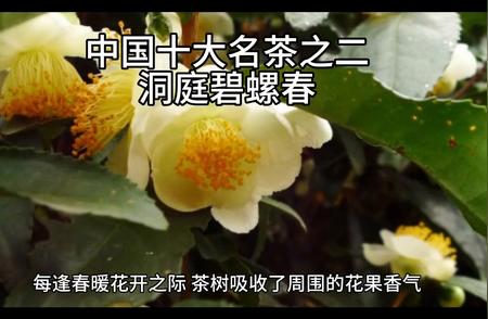 洞庭碧螺春：中国十大名茶之首