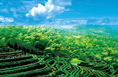 探索中国绿茶世界：20种顶级好喝绿茶大解析