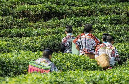 五一假期新体验：精选6条茶文化旅游线路大公开