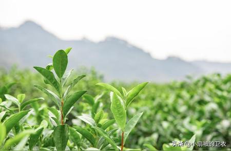 龙井茶：不同品种的品质鉴赏