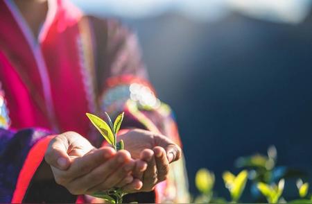 茶叶选择指南：哪些茶最有益健康？