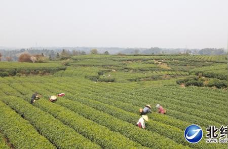 蒙顶山茶品牌估值达51.75亿