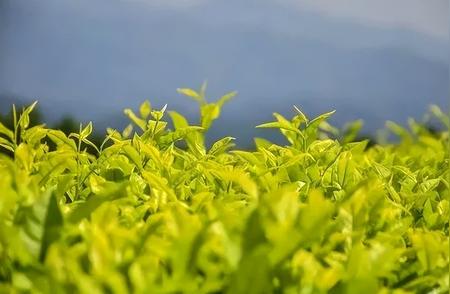 探索武夷山的珍稀：白鸡冠岩茶