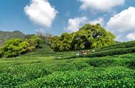 探索中国绿茶排行榜：了解四大茶类的秘密