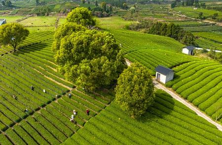 信阳毛尖茶：追溯其从田间到茶杯的香气旅程