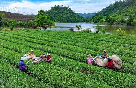 浙江淳安汪村村：夏季机械化助力有机茶园大丰收