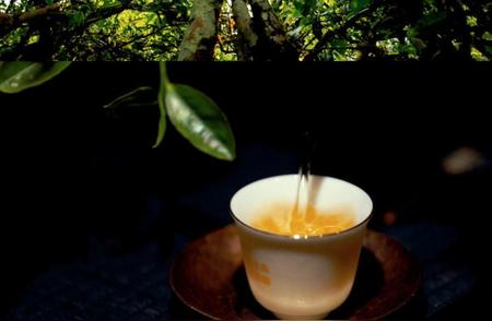 茶叶的故事：探寻茶的发源地