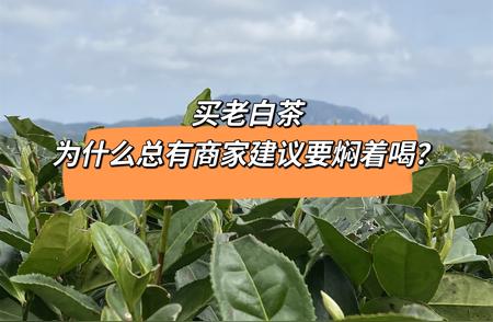 老白茶焖泡法：商家推荐的秘密何在？