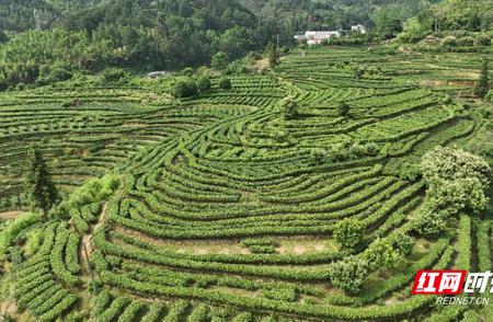 宜章莽山夏季：茶园采摘季，绿色产业带来丰厚红利