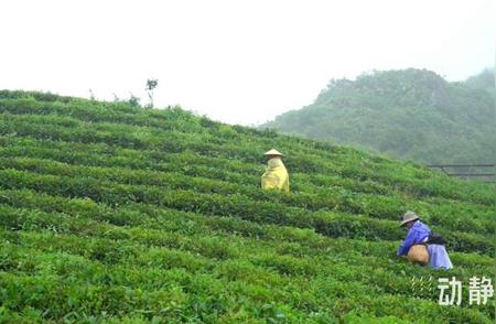 夏季山坡上的茶香：绿色产业的丰厚回报