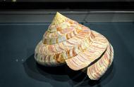 青岛贝壳博物馆探秘：200万海螺与4.5亿年鹦鹉螺的神秘面纱