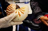 北京海关大发现：黄金螺旋线刻画的鹦鹉螺，揭秘4亿年的秘密