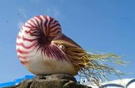 五亿年生存奇迹：揭秘鹦鹉螺的神秘面纱