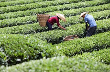 探索中国茶文化：六大茶类简介及最具特色的茶叶