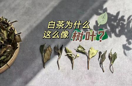 解密白茶：为何如此像树叶？