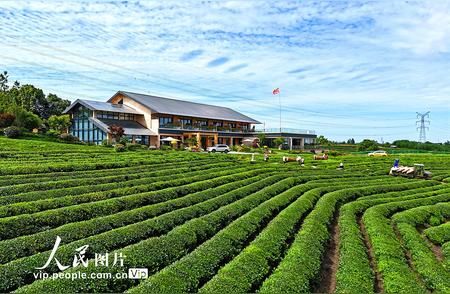 江西南昌夏茶机采盛况