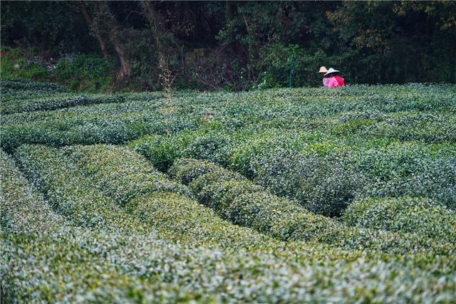 清明游西湖，来看看龙井茶是生长在什么环境下的吧