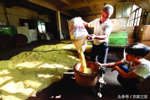 桂林秋季桂花香，龙脊村民制茶忙，龙胜桂花茶制作过程