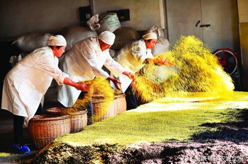 桂林秋季桂花香，龙脊村民制茶忙，龙胜桂花茶制作过程