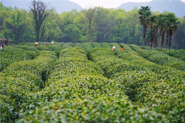 清明游西湖，来看看龙井茶是生长在什么环境下的吧