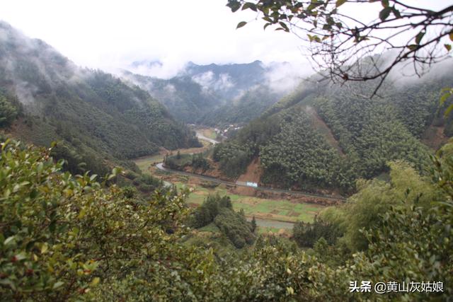 中国十大名茶-黄山毛峰，富溪高山茶园美景