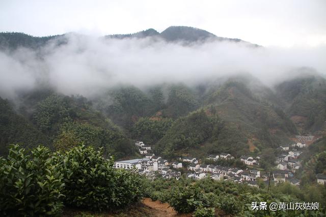 中国十大名茶-黄山毛峰，富溪高山茶园美景